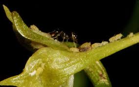 Image result for Angraecum calceolus