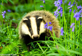 Http Wildlifeorphans Co Uk S Cc Images Cache 25384095 Jpg T 1472214089 Dachse Tiere Niedlich