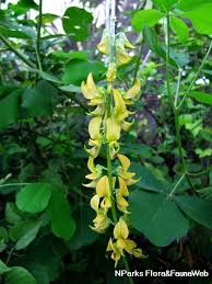 Image result for Crotalaria parvula