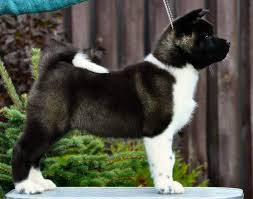 Black And White Akita Puppy For Sale Our Akitas Akita S For Sale And Get 50 Off Heavenly Akitas Akita Puppies For Sale Akita Puppies Akita