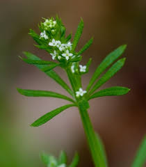 Image result for Galium