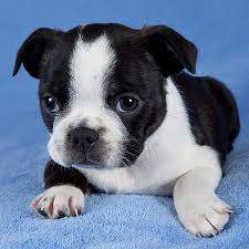 Check spelling or type a new query. Boston Terrier Puppies For Sale Breeders In California