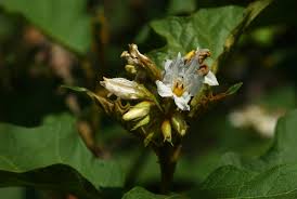 Image result for Solanum chrysotrichum