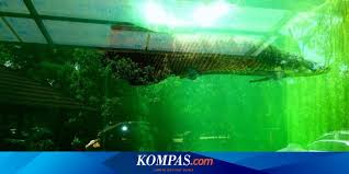 Apalagi di daerah yang sulit untuk. 78 Ikan Predator Di Jawa Tengah Dibius Hingga Mati Lemas