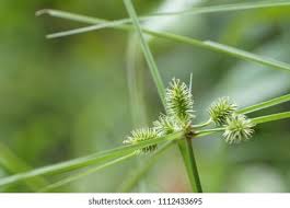 Image result for Cyperus cyperoides