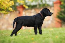 Image result for labrador retrívr
