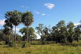 At the time of the spanish conquest in the mid1500s , paraguay was the second most important of the spanish. Cattle Put Paraguay S Chaco Biome At High Risk But Report Offers Hope