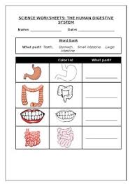 Teacher worksheets for your science classes of all grade levels. Science Worksheets Parts Of The Human Digestive System Made By Teachers