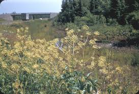 Image result for Ophrestia radicosa