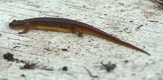 Image result for Eulophia arenicola