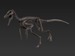 Velociraptor Skeleton By Kongtrex On Shapeways In 2020 Velociraptor Skeleton Shapeways