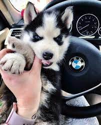 Bmw Dog Cute Husky Puppies Husky Dogs Cute Baby Animals
