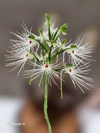 Image result for Habenaria leucotricha