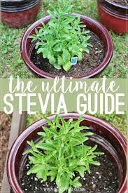 The Ultimate Stevia Guide Growing Stevia Stevia Recipes Healthy Garden