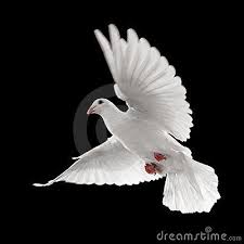 White Bird With Wings Spread White Dove Flying White Pigeon Bird With Wings White Blue Sym Dove Images Dove Flying White Doves
