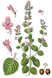 Image result for Clinopodium uhligii