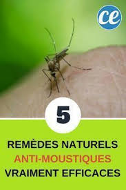 5 Remedes Naturels Anti Moustiques Vraiment Efficaces Moustique Anti Moustique Remede Contre Les Moustiques