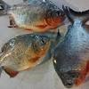 Sea bream, also called porgy or porgies. 1