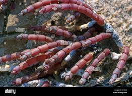 Image result for Salicornia pachystachya