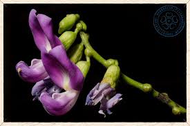 Image result for Canavalia cathartica