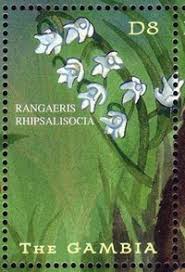 Image result for Rangaeris