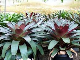 Bismillah ready berbagi jenis sansiviera (ecer & grosir). Aneka Jenis Bromelia Untuk Taman Jual Bunga Bromelia Garden Style Jasa Taman