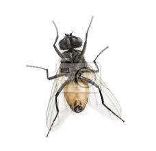 Wie sie bei den kriterien gerade studieren konnten, kann das produkt auf fliegen im haus kaufen im internet ist eine feine chose. Blick Von Unten Von Einem Haus Fliegen Muscidae Isoliert Auf Fototapete Fototapeten Stubenfliege Cut Out Ein Tier Myloview De