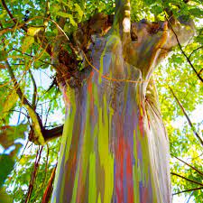 Common species of eucalyptus trees are the rainbow eucalyptus (eucalyptus deglupta) that's identified by its colorful bark, the lemon eucalyptus plant (eucalyptus citriodora) with leaves giving. Where To Find Rainbow Eucalyptus Trees