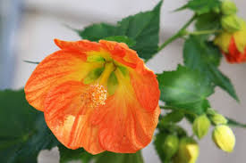 Image result for Abutilon grantii