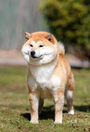 Shiba inu shib price in usd, eur, btc for today and historic market data. Shiba Inu Zwinger Vom Sachsen Adel Hainichen Sachsen Snautz De