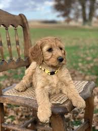 Scout should hopefully be going into heat sometime in february, 2021. Irish Doodles Puppies For Sale Wooster Oh 343093