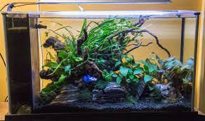 Easy Planted Betta Tank Florida Aquatic Nurseries In 2021 Planted Betta Tank Betta Tank Diy Fish Tank