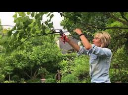 The rising sun is a new redbud that has beautiful heart shaped foliage display and lavender flowers. How To Grow And Care For The Redbud Tree