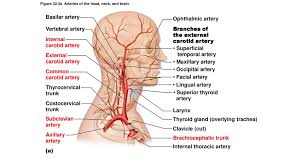 These veins unite to form an external jugular vein, which descends in the neck to drain into the subclavian vein. Figure 32 3a Arteries Of The Head Neck And Brain Ppt Download