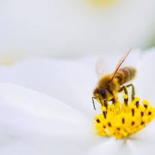 Les abeilles mâles qui ont pour rôle de féconder les futures reines, meurent après l'accouplement. Comment Les Abeilles Font Leur Miel Famille Mary