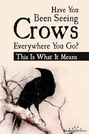 If You Have You Been Seeing Crows Often This Is What It Means Crow Spirit Animal Crow Crow Facts