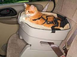 Another Cat Car Seat Pet Booster Seat Cats Pets