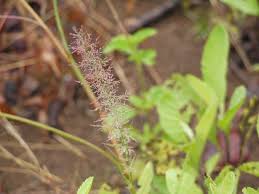 Image result for Eragrostis japonica