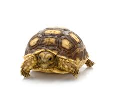 Image result for Grewia sulcata