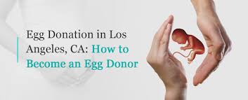 How To Become An Egg Donor In Los Angeles Wfi