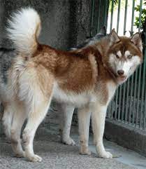  Pin On Huskie Love