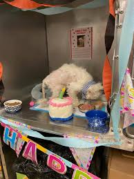 Our store also offers grooming, training, adoptions, veterinary and curbside pickup. Recently The Staff At Kitty City Cincinnati Animal Care Facebook