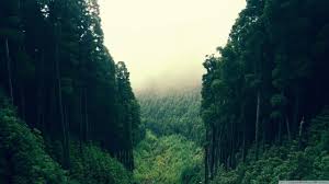 Explore raining forest wallpaper on wallpapersafari | find more items about raining forest wallpaper, raining wallpaper, raining live the great collection of raining forest wallpaper for desktop, laptop and mobiles. Hd Forest Wallpaper 51 Best Hd Forest Wallpaper And Images On Wallpaperchat