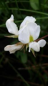 Image result for Smithia elliotii