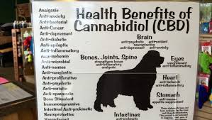 No, we train the handler, and the trainer trains his or her own animal with or without help from a trainer. Pot For Pets Some Dog Lovers Say Cannabis Eases Pain