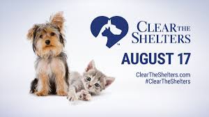 Learn more about austin animal center in austin, tx, and search the available pets they have up for adoption on petfinder. Pin By Pawville Pet Videos Stuff On Cats Kittens Canines Bunnies Bears Cows Friends Oh My Humane Society Pet Adoption Animals