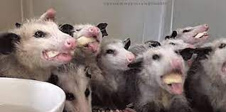 Oh Possum My Possum Baby Opossum Opossum Baby Animals