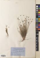 Image result for Bulbostylis filamentosa