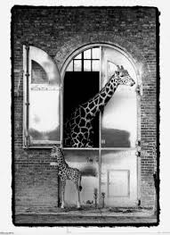 Celluloid Blonde London Zoo Zoo Pictures Zoo