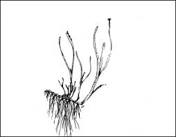 Eelgrass Zostera Marina L Fonseca 1998 Download Scientific Diagram Draw another patch of grass in the distance. eelgrass zostera marina l fonseca